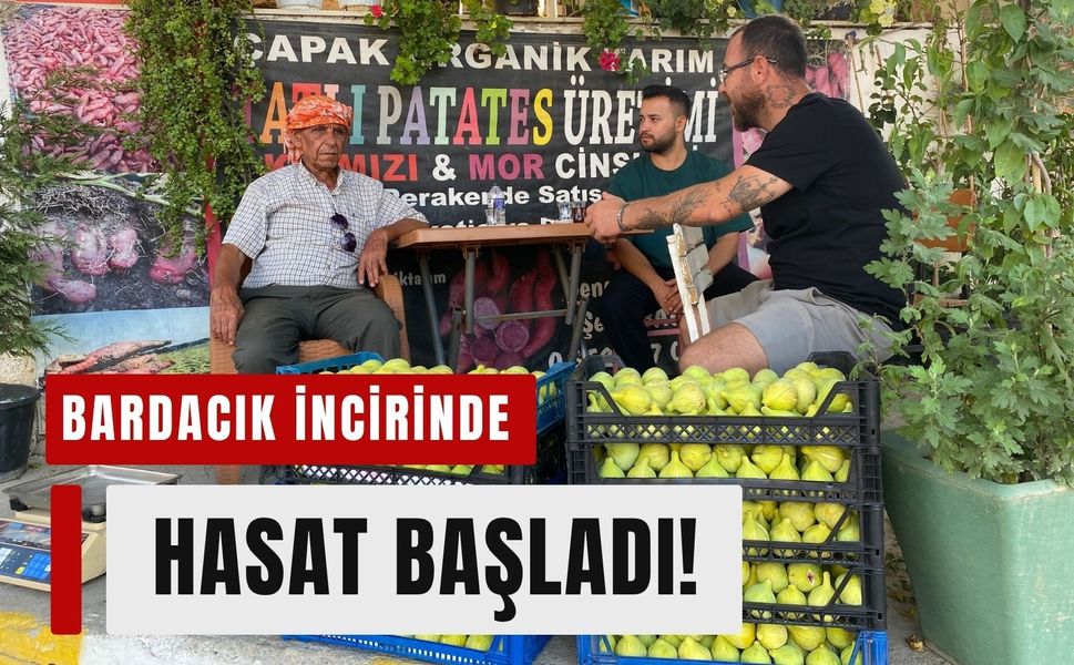 Torbalı'nın meşhur Bardacık incirinde hasat başladı!