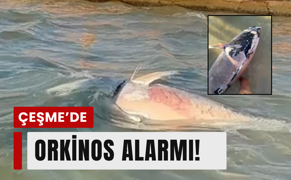 İzmir kıyılarında tehlike: Orkinoslar ölüyor!
