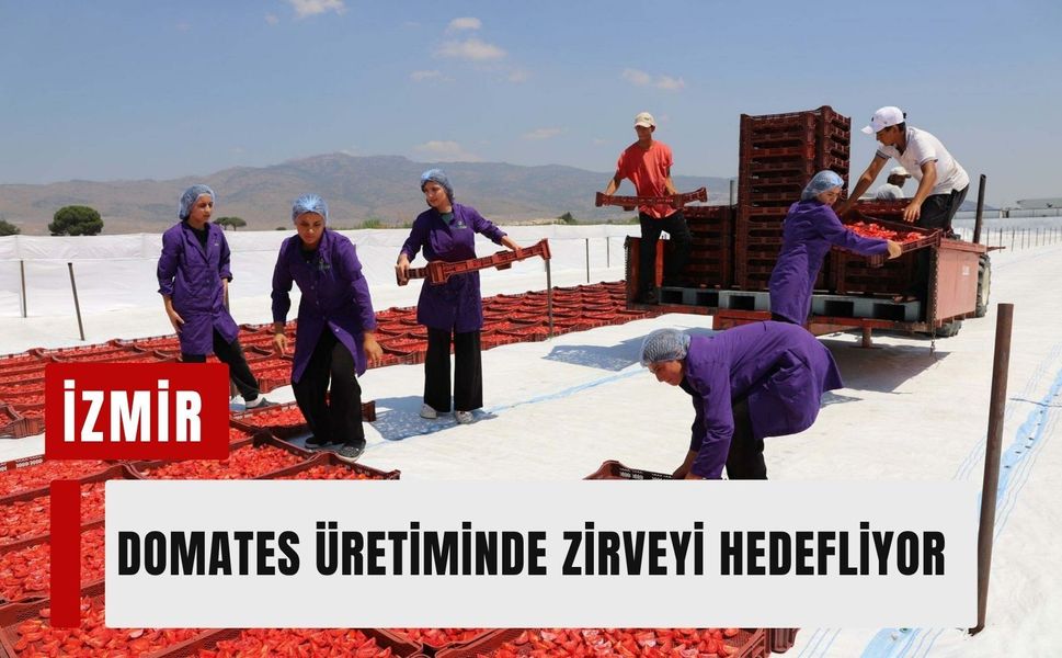 İzmir domates üretiminde zirveyi hedefliyor