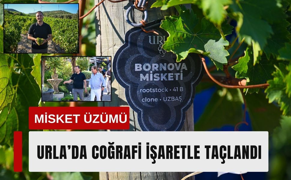 Bornova Misket Üzümü Urla’da coğrafi işaretle taçlandı