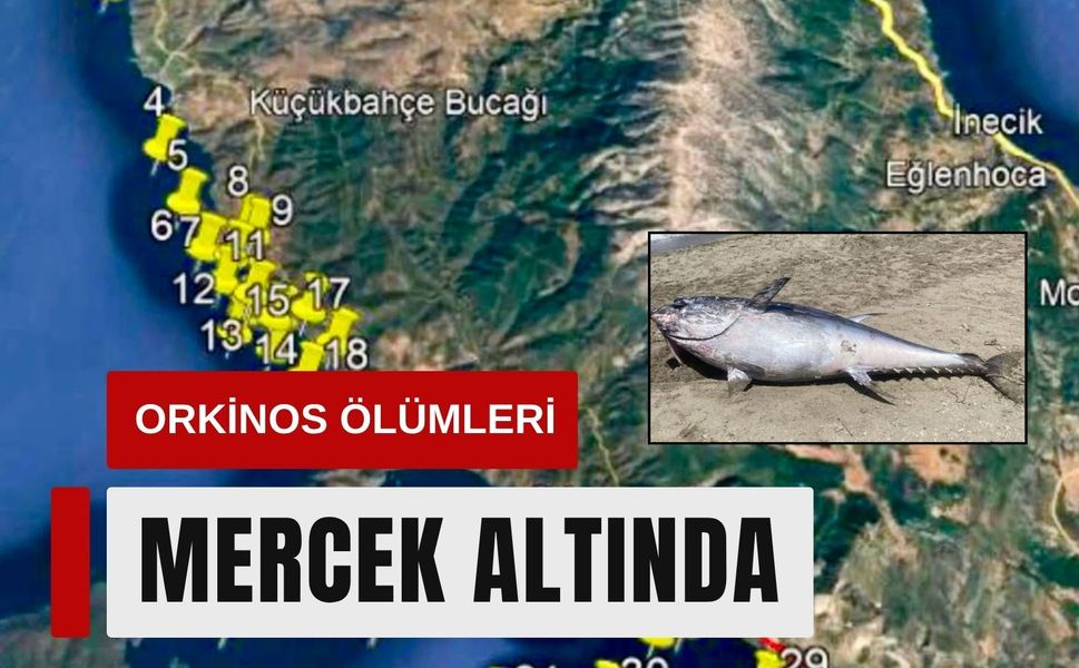 Çeşme’deki orkinos ölümleri mercek altında