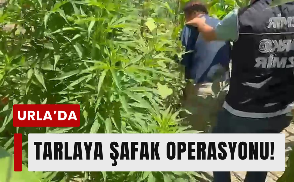 İhbar sonrası operasyon: 125 kök kenevir ele geçirildi