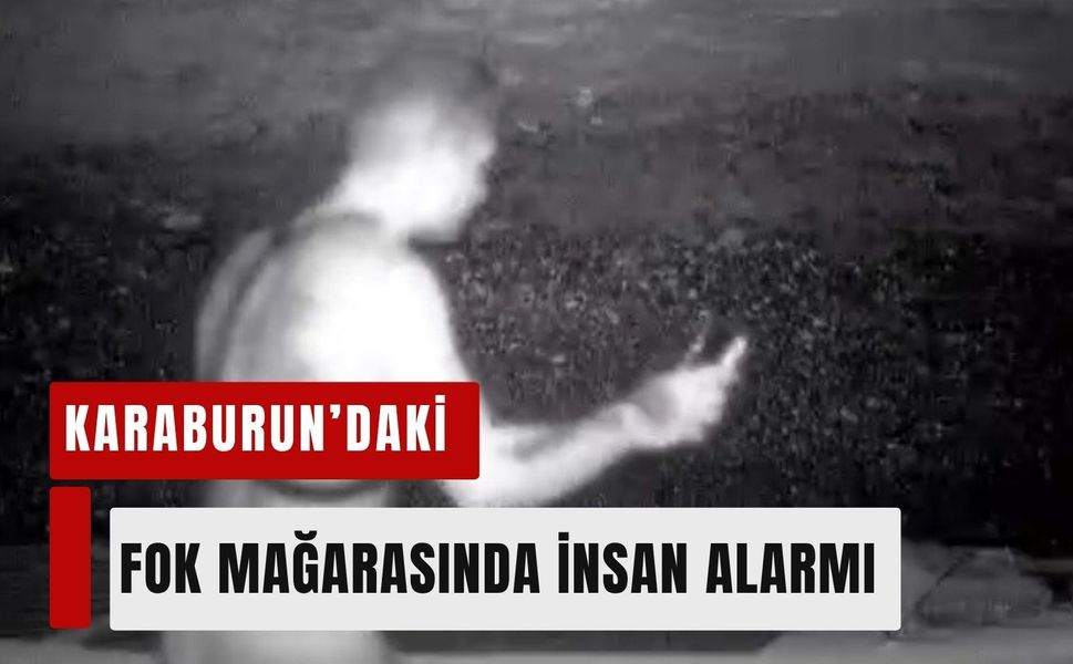 Karaburun’da fok mağarasına girdi! Fotokapana yakalandı