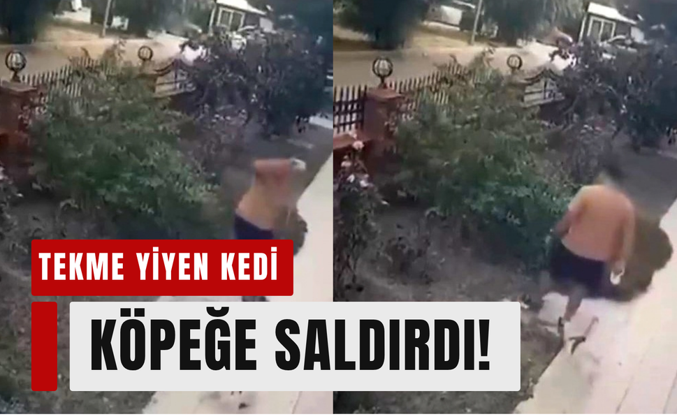Bayraklı’da anne kediye tekmeli saldırı kamerada!
