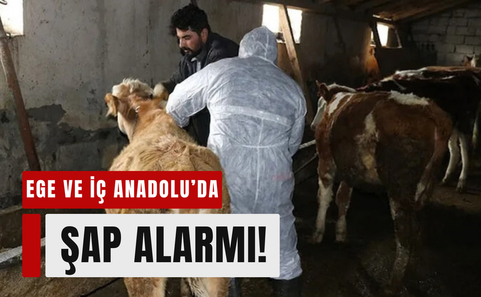 Ege ve İç Anadolu’da şap alarmı: İki pazar kapatıldı!
