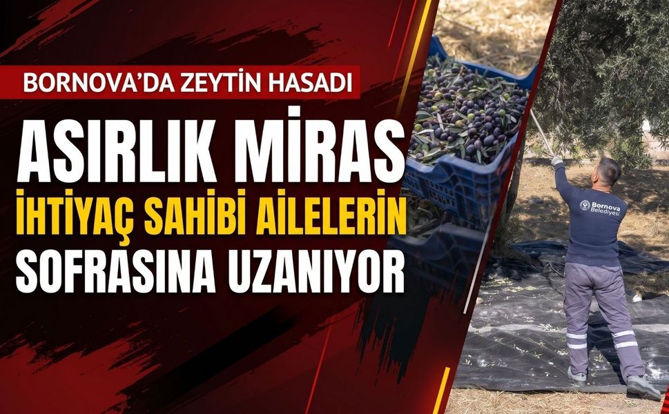 Bornova’da zeytin hasadı ihtiyaç sahiplerine ulaşacak