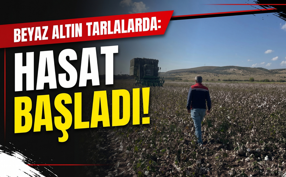 Beyaz altın tarlalarda: Hasat başladı!!