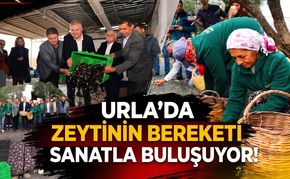 Zeytin hasadı, konser ve lezzet şöleni Urla’da!
