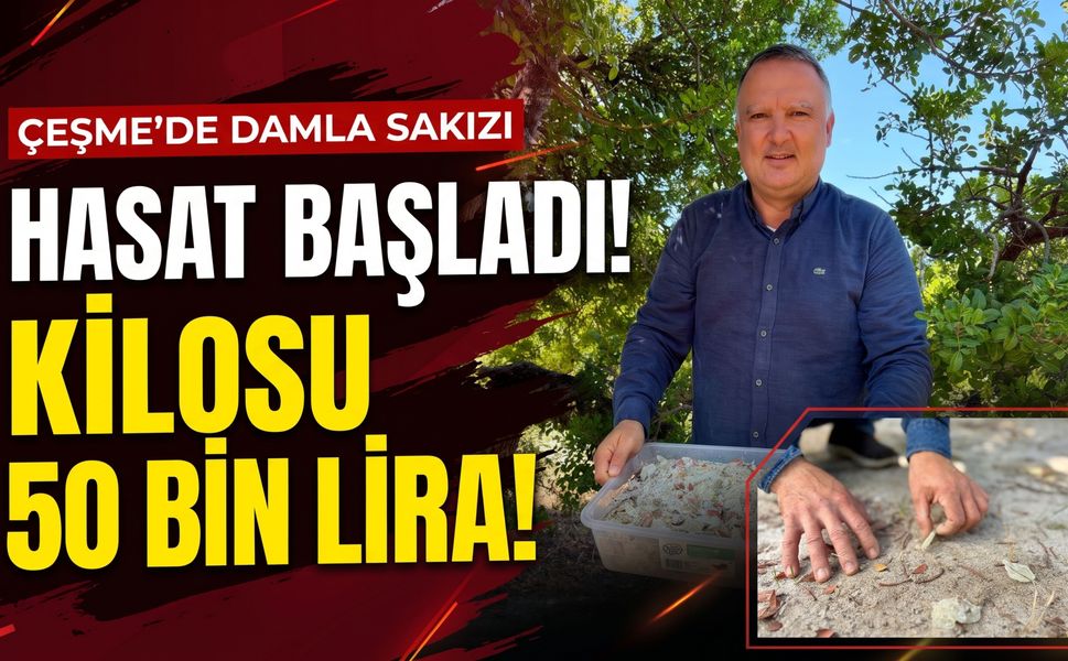 Çeşme damla sakızında hasat başladı: Kilosu 50 bin lira!