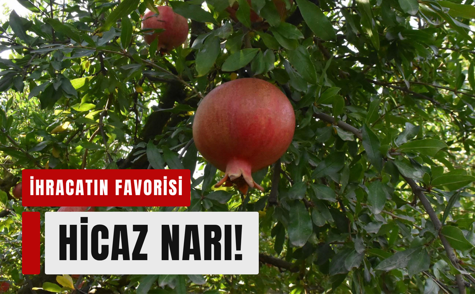 Dalından sofralara: Hicaz narında hasat dönemi!