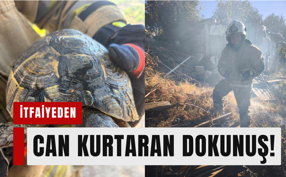 Alevlerin arasından kurtarıldı: İzmir’de kaplumbağaya şefkat eli!