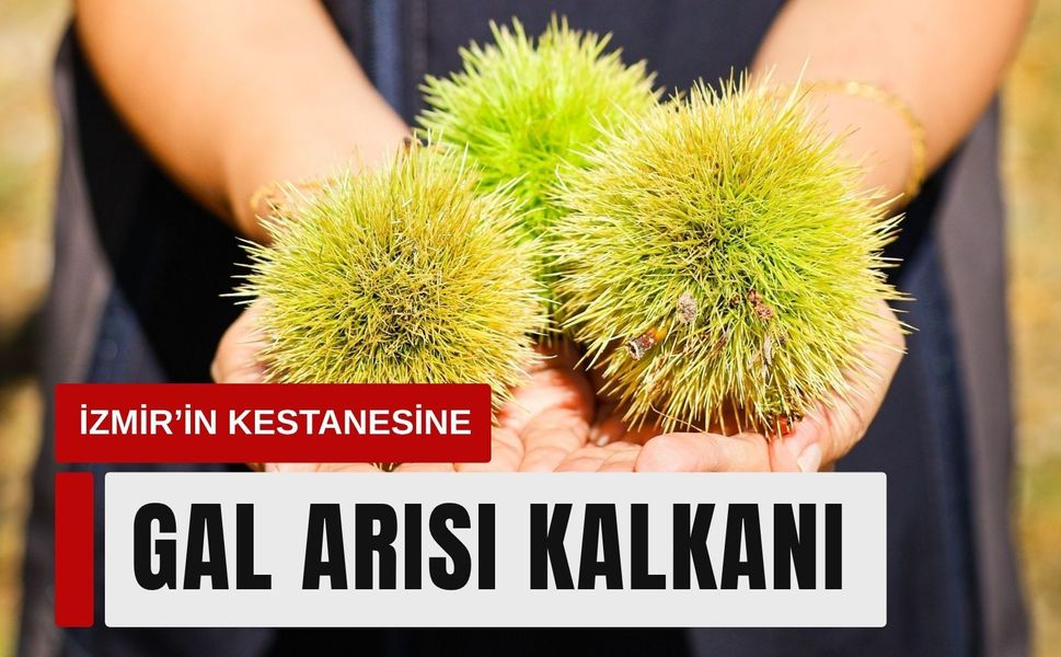İzmir’in kestanesine gal arısı kalkanı