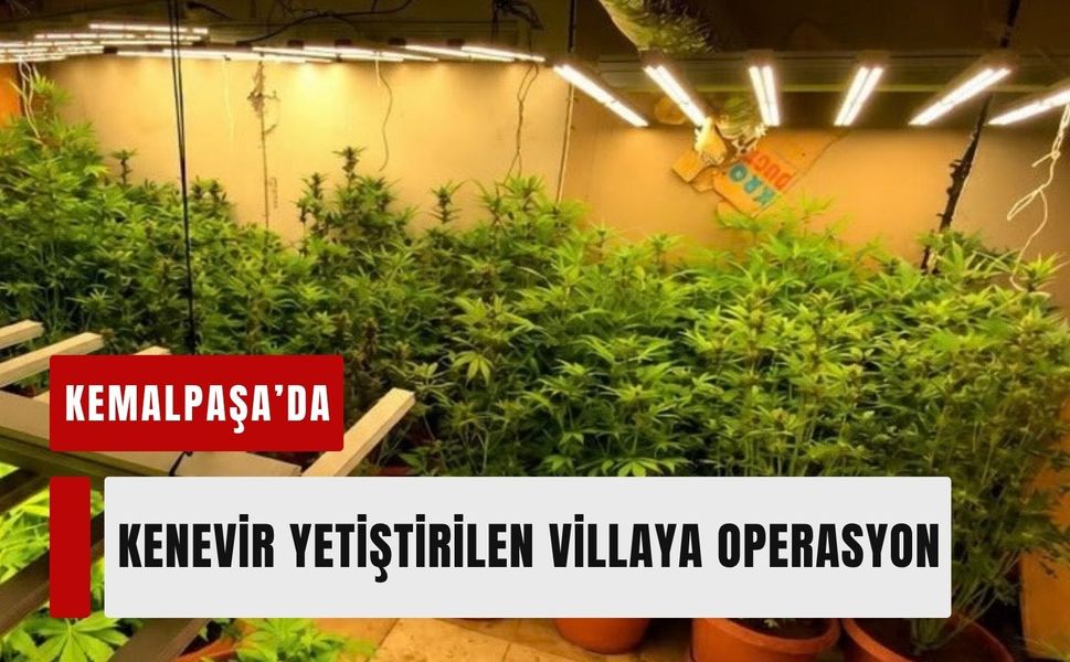 Kemalpaşa’da kenevir yetiştirilen villaya operasyon