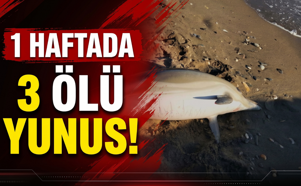 İzmir kıyılarında 1 haftada 3 ölü yunus!