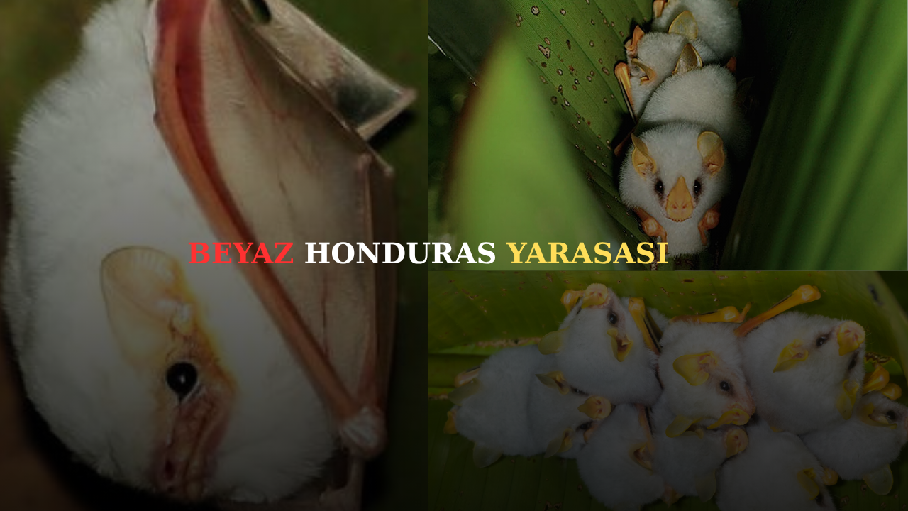 Doğa hayran bırakıyor: Yaprakla çadır kuran yarasa görenleri şaşkına çevirdi!