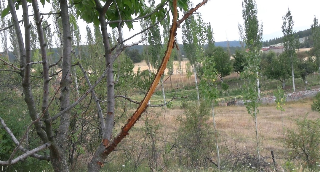 A W511819 01