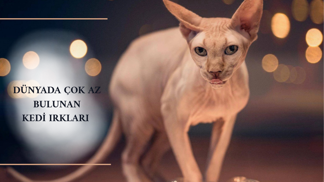 Dünyada sadece birkaç tane var! İşte en nadir ve gizemli 4 kedi türü