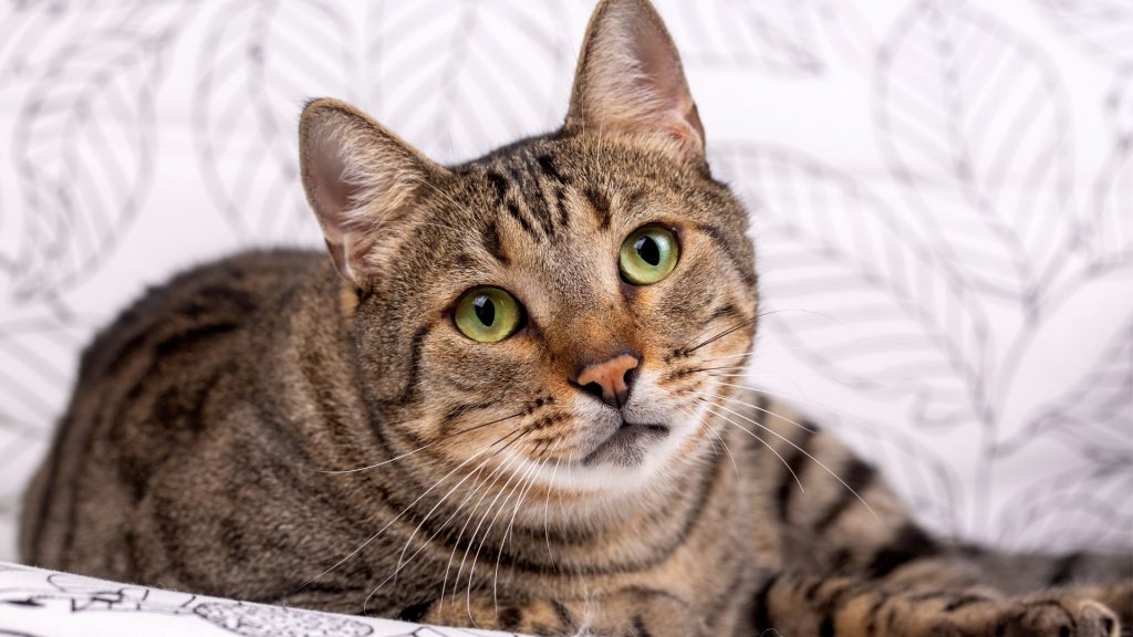 Tekir Kedi Fiyat 1024X576