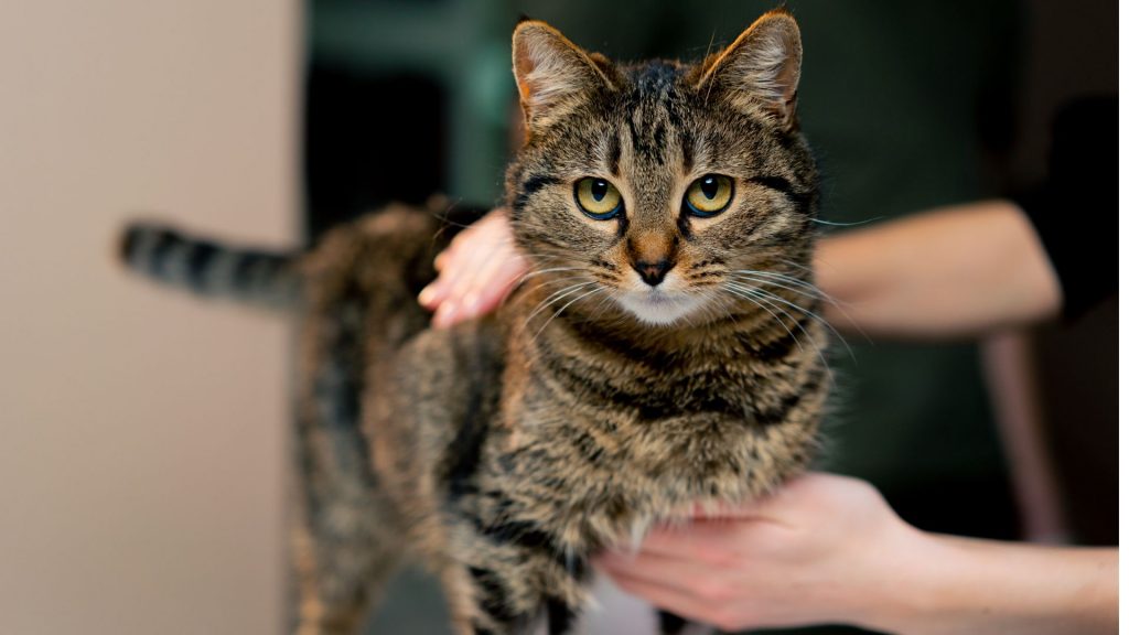 kedi-1