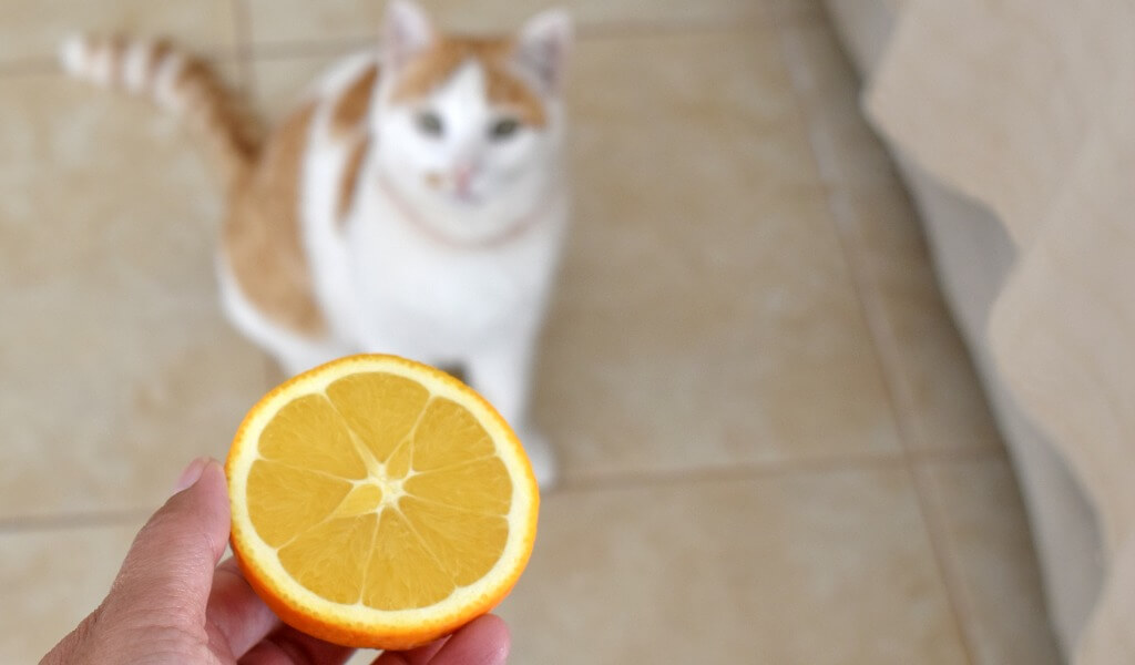 Kedi Mandalina Yer Mi