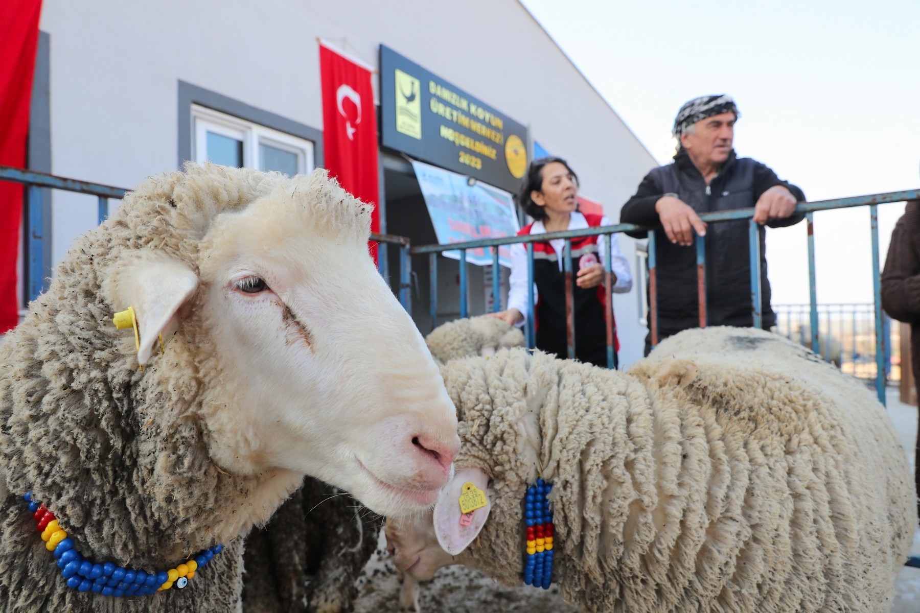 Aliağa’da Hibeli Koyun Ve Koç Dağıtımı Başlıyor (1)