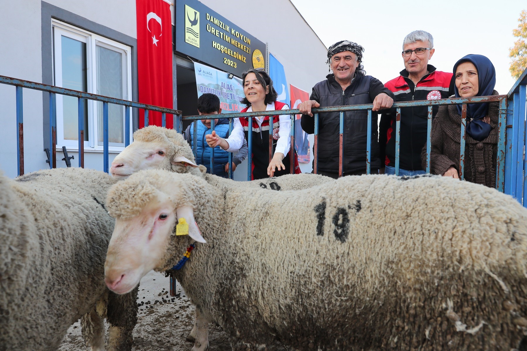 Aliağa’da Hibeli Koyun Ve Koç Dağıtımı Başlıyor (3)