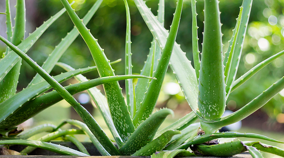 Aloe Vera