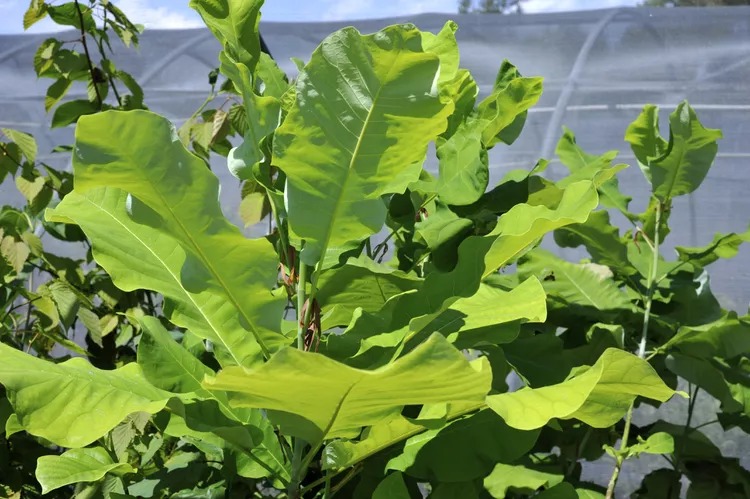 Ashe’nin Manolyası (Magnolia Ashei)