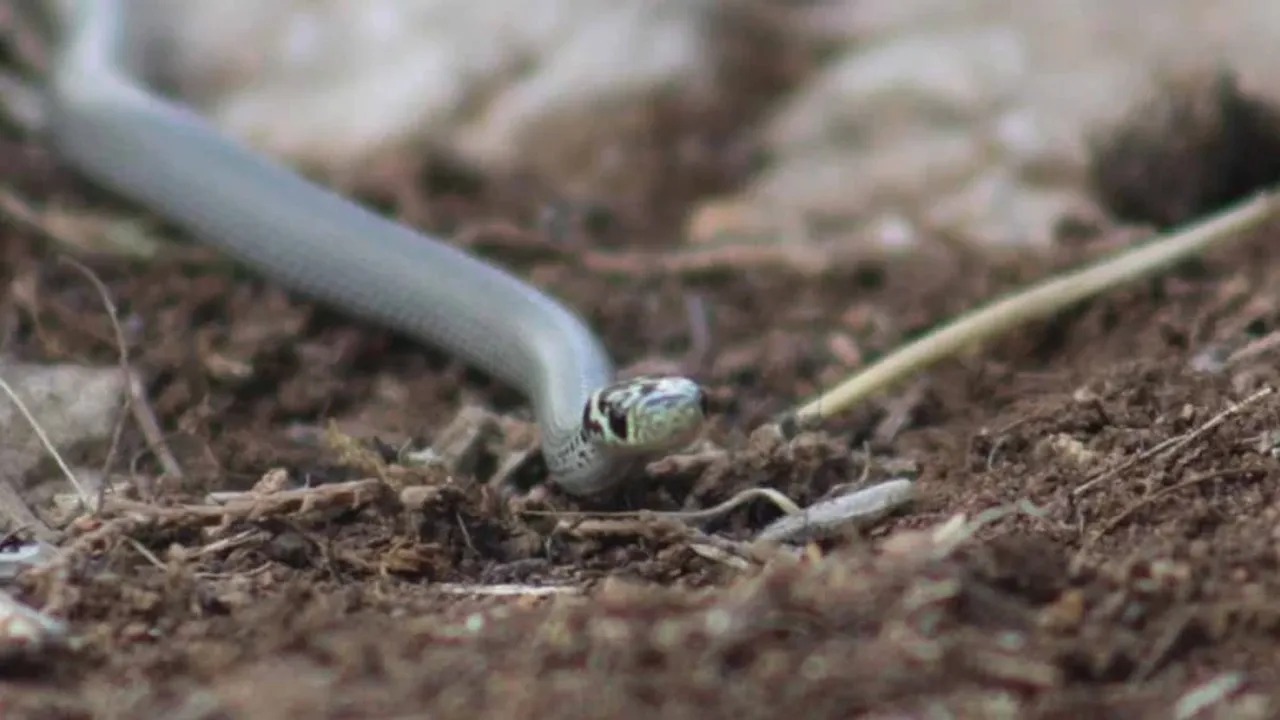 Bahçenizde Gizli Yılan Deliği Olabilir! Bu Işaretleri Kaçırmayın (1)