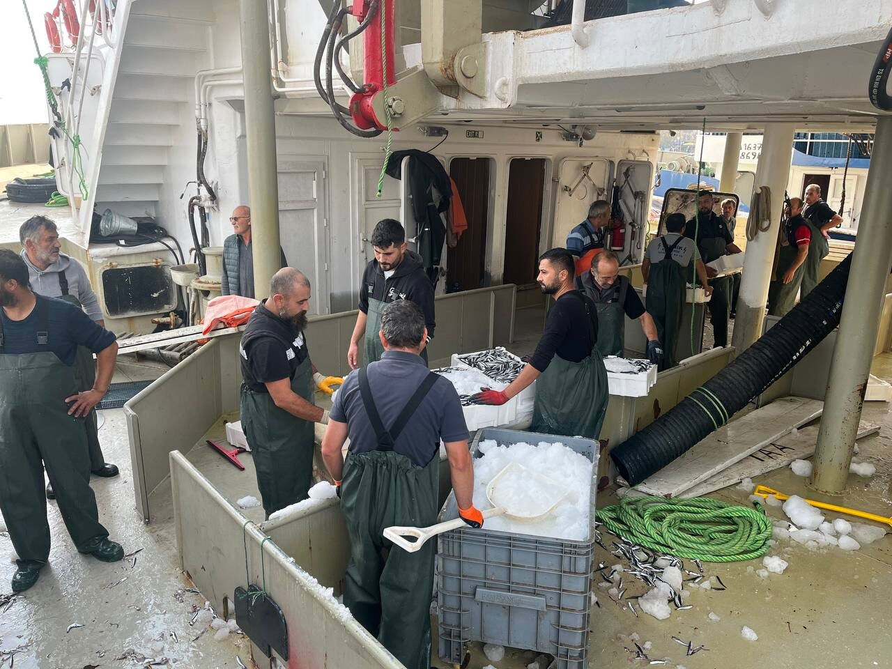 Balıkçılardan Müjdeli Haber Hamsinin Kilosu Bu Fiyata Düştü!