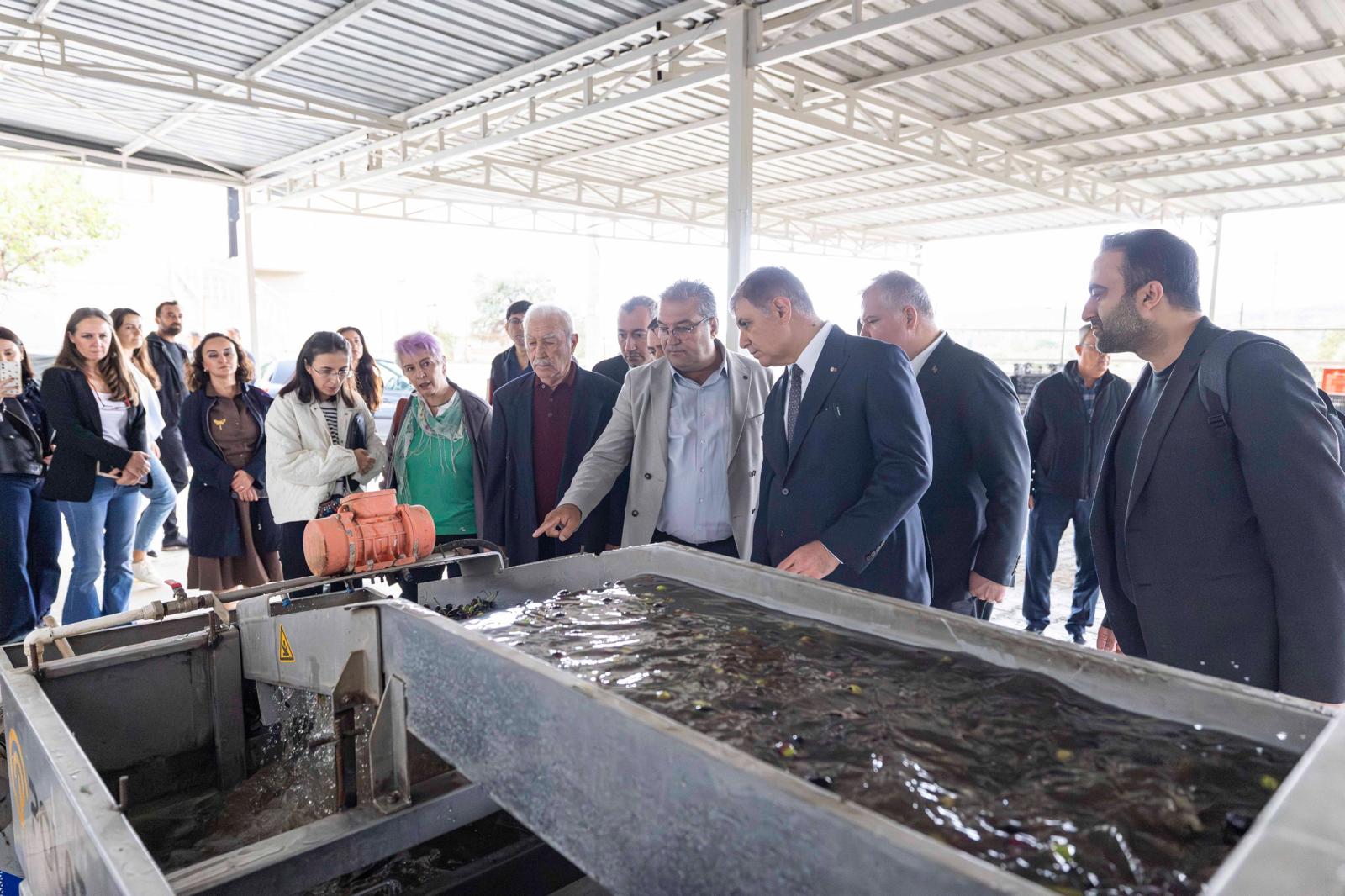 Başkan Tugay, Ilk Zeytinleri Dökerek Sezonu Başlattı! (5)