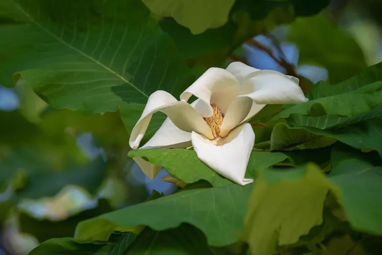 Büyük Yapraklı Manolya (Magnolia Macrophylla)