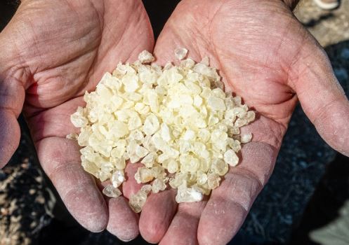 Ege’nin 'Altın Damlatan' Ağacı Yeniden Hayat Buluyor! (3)