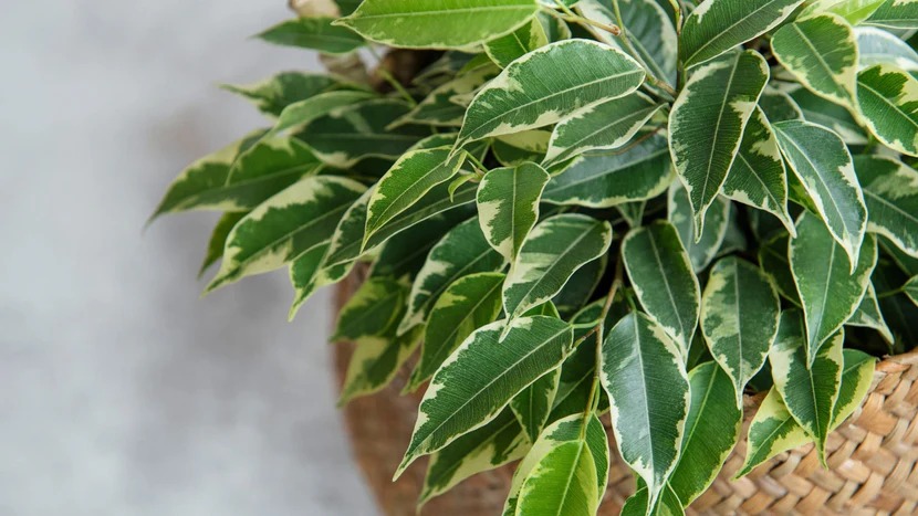 Ficus