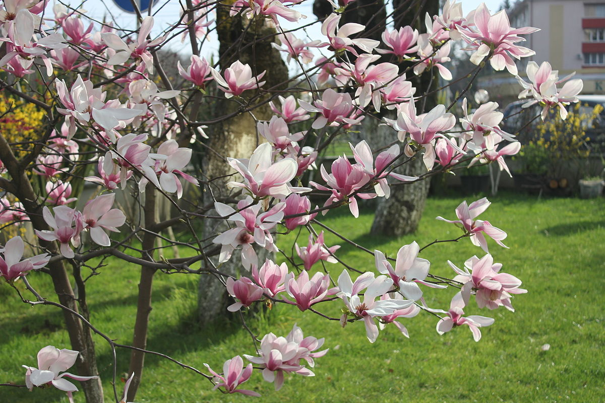 Fincan Manolya (Magnolia X Soulangiana)