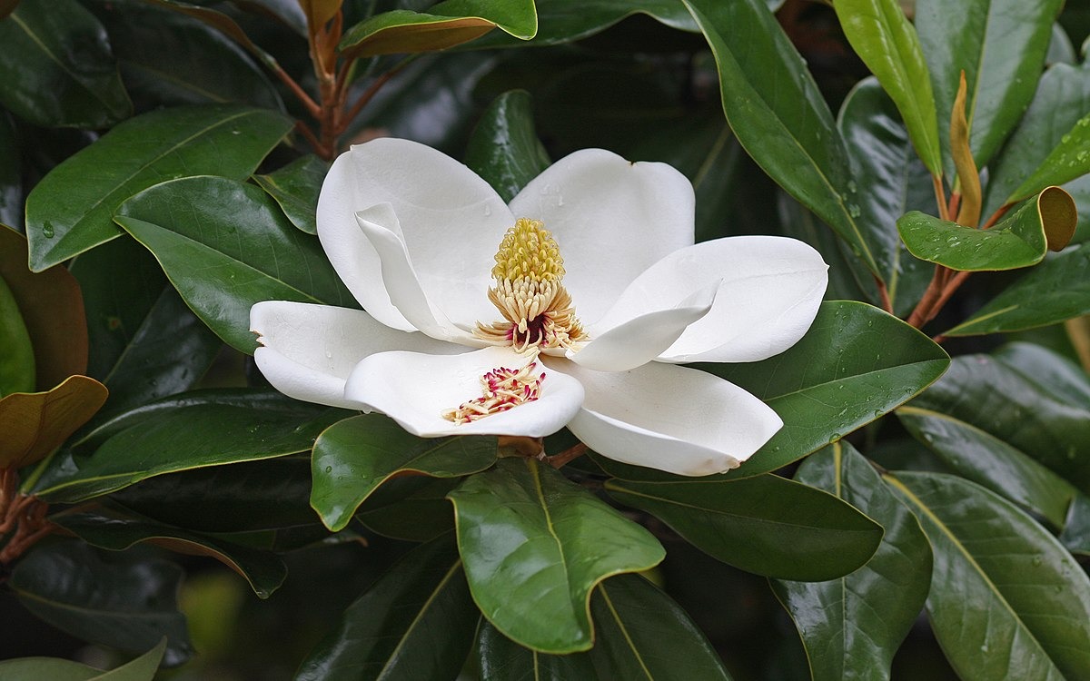 Güney Manolyası (Magnolia Grandiflora)