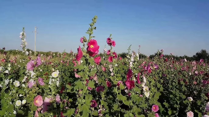 Hatmi Bitkisi Nasıl Yetiştirilir Bakım Ve Çiçek Açma Rehberi (1)-1