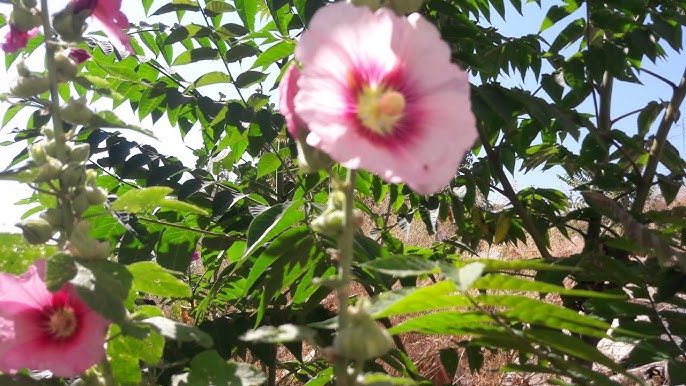 Hatmi Bitkisi Nasıl Yetiştirilir Bakım Ve Çiçek Açma Rehberi (3)