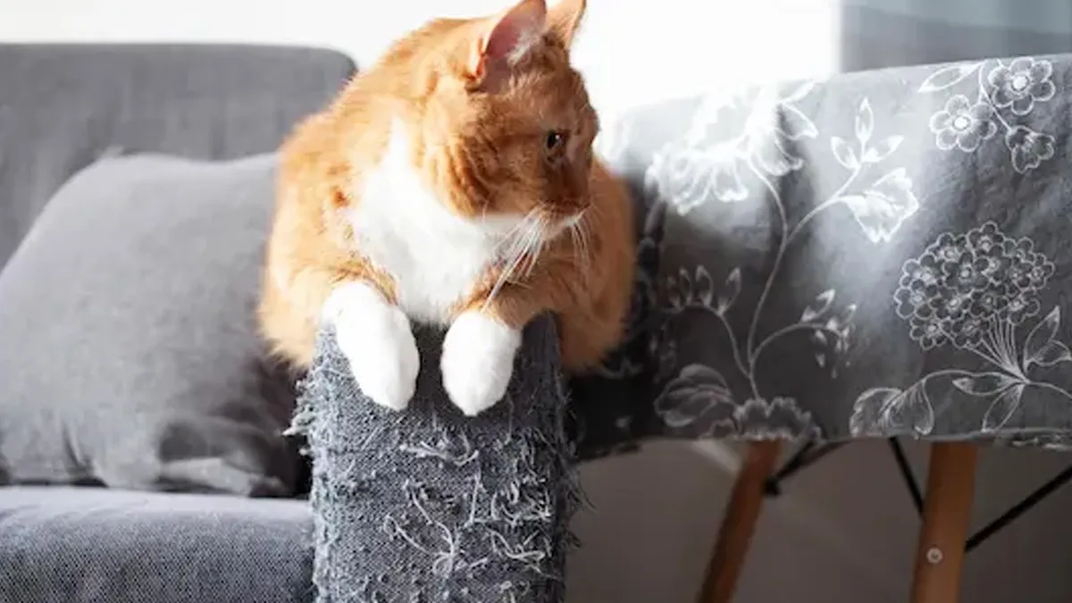 Kedilerin Koltuk Tırmalama Sorunu Çözüldü! İşte Basit Yöntem