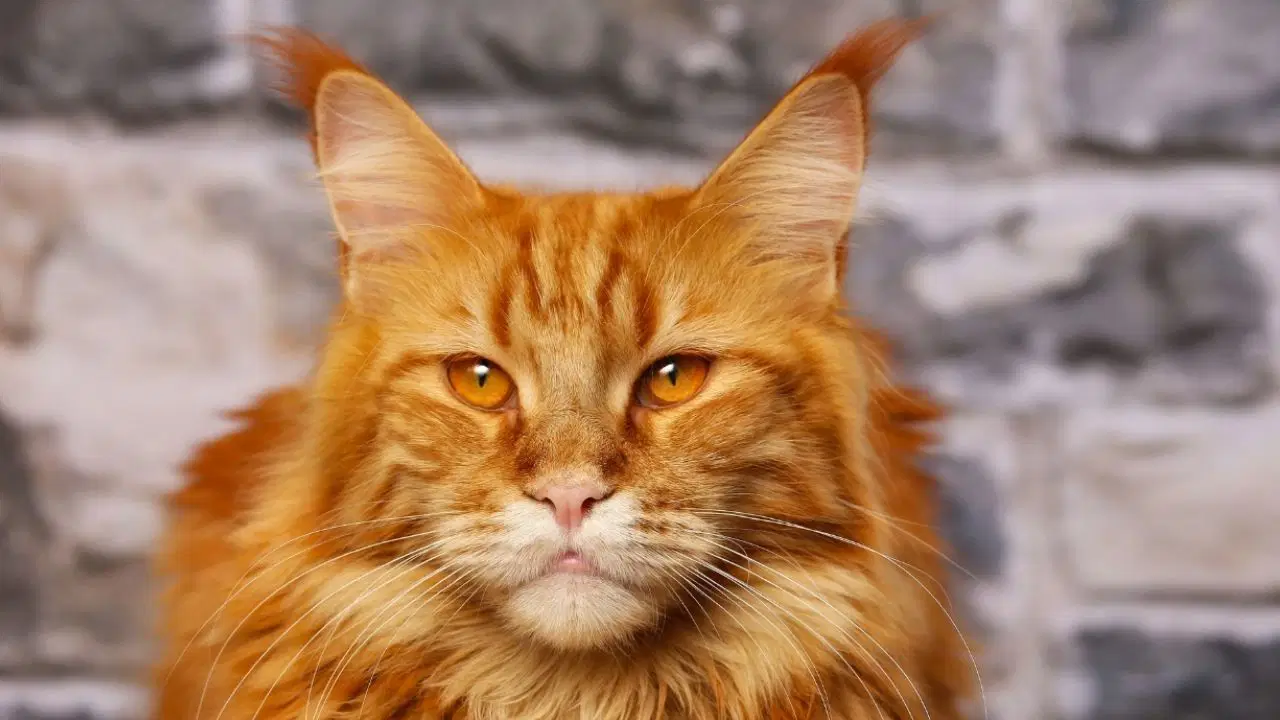 Neden Turuncu Kedilerin Çoğu Erkek Bilimden Şaşırtan Yanıt
