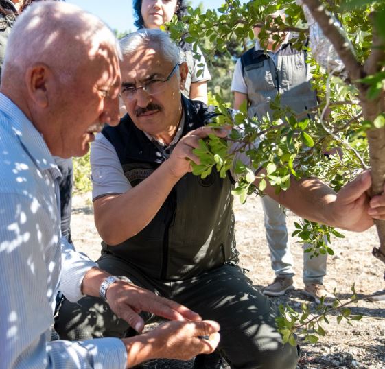 Ege’nin 'altın damlatan' ağacı yeniden hayat buluyor!-1