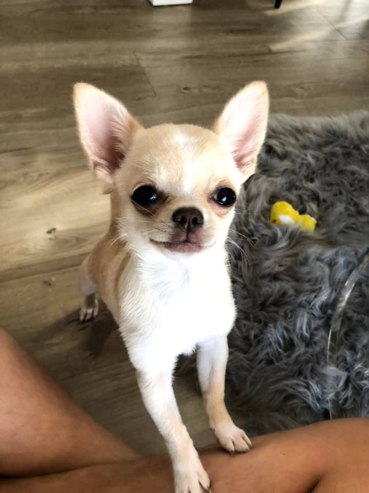 Sinirli Köpek