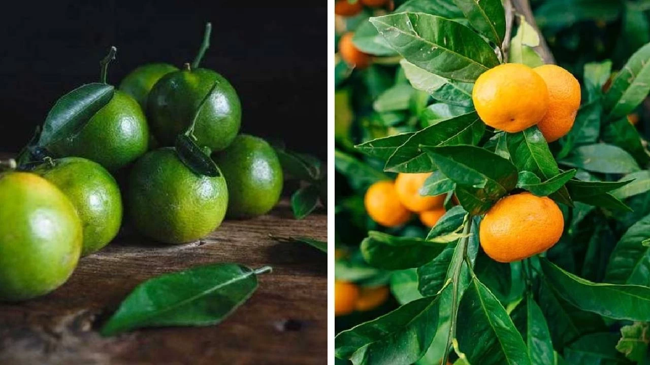 Turuncu Mandalina Dönemi Bitti Tezgahlar Yeşile Döndü, Peki Neden
