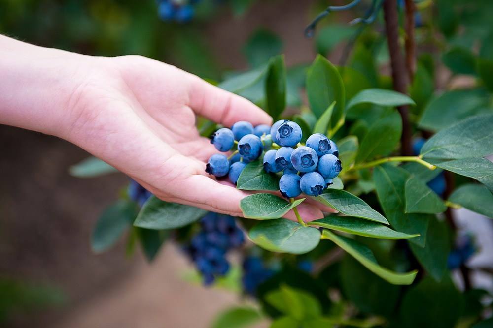 Yaban Mersini (Blueberry)
