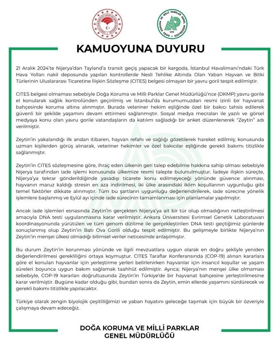 Yavru Goril Zeytin Türkiye'de Kalacak
