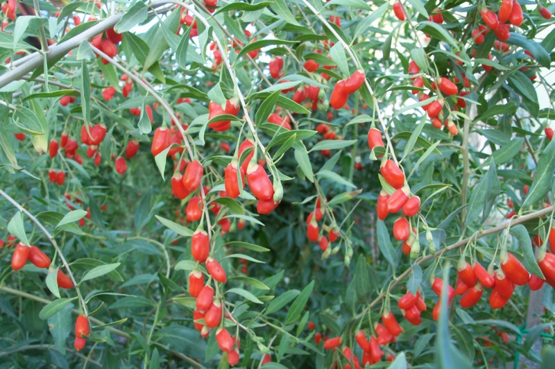 Yerli Goji Berry