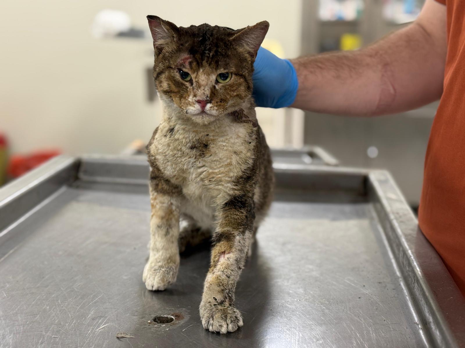 İzmirli hayvansever Çörekçi’nin emanetlerine Büyükşehir sahip çıktı