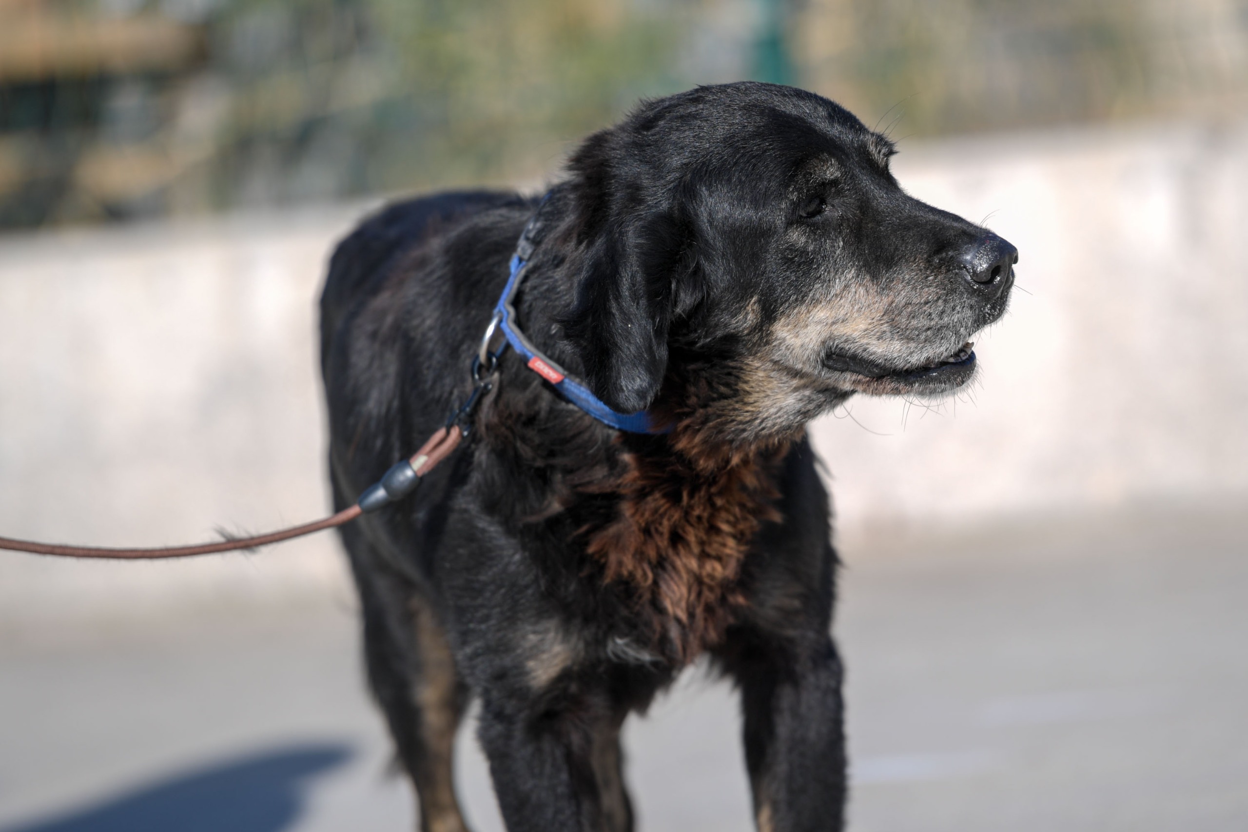 İzmirli hayvansever Çörekçi’nin emanetlerine Büyükşehir sahip çıktı