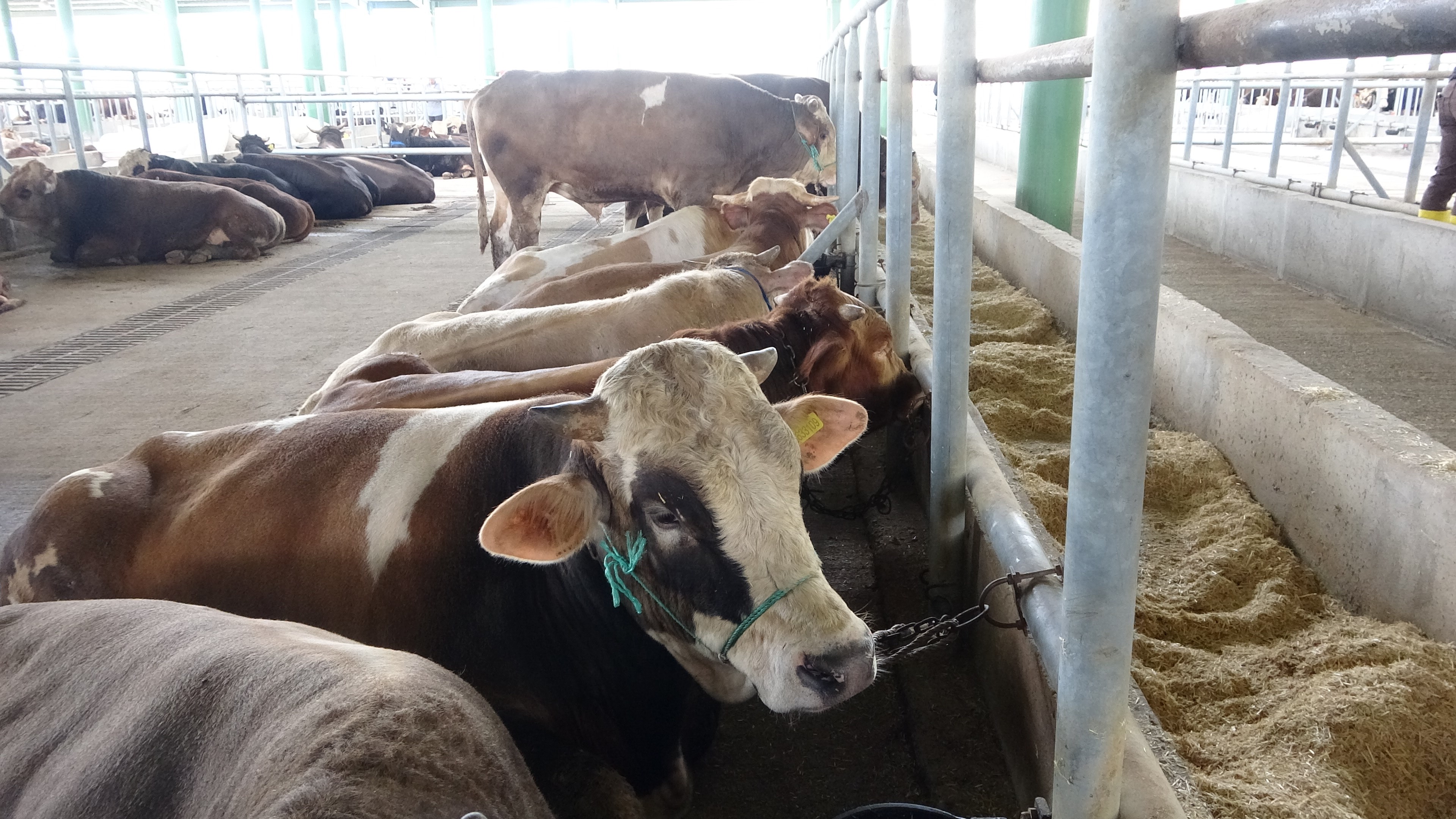 Uzmanlardan kritik uyarı: ‘Deli Dana’ alarmı!