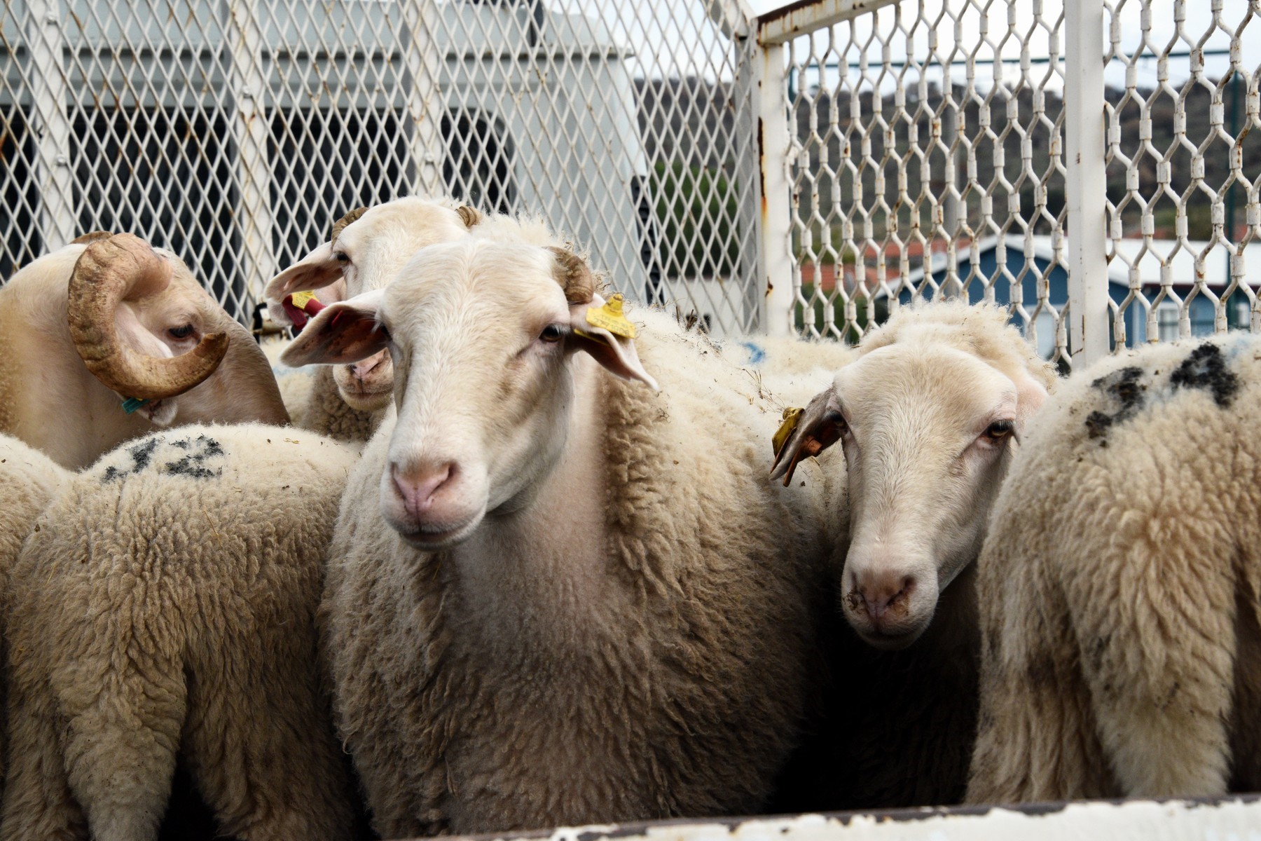 Aliağa’da Üreticilere Büyük Destek! 210 Koyun Dağıtıldı (4)
